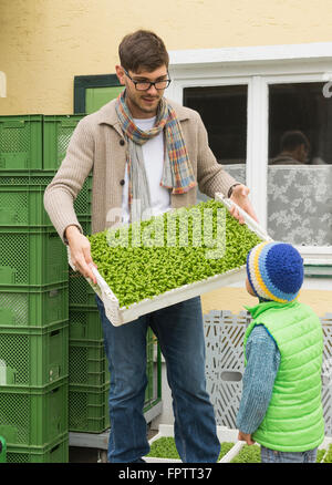 Agriculteur biologique montrant une plante à salade cage pour son fils en ferme, Bavière, Allemagne Banque D'Images