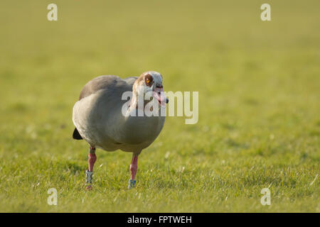 Egyptian goose (Alopochen aegyptiacus) mange de l'herbe dans un pré pendant la saison du printemps dans les Pays-Bas. Ils sont indigènes à Afri Banque D'Images