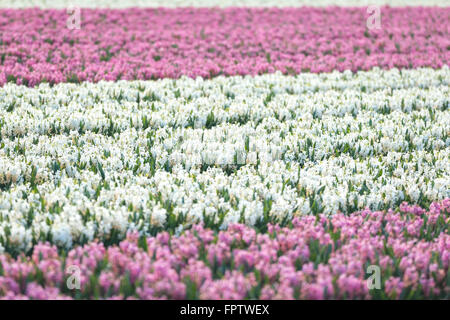 Des rangées de blancs néerlandais et Jacinthe rose fleurs dans un champ de fleurs aux Pays-Bas à la lumière du soleil en fleurs Banque D'Images