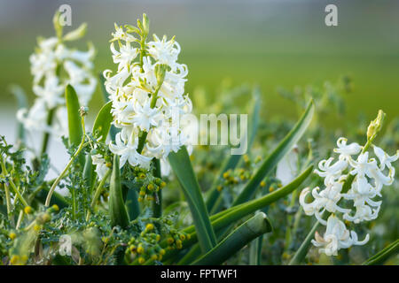 Libre de jacinthe blanche néerlandais fleurs dans un champ de fleurs aux Pays-Bas Banque D'Images