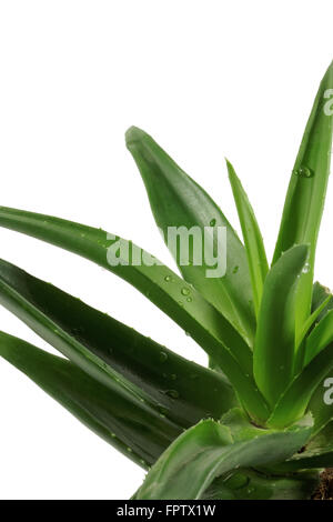 Aloe Vera plant isolé sur fond blanc Banque D'Images