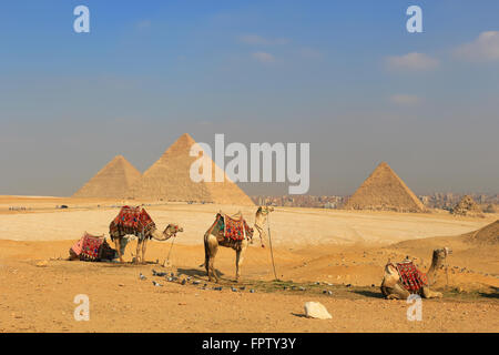 Les chameaux se détendre chez les pyramides de Gizeh, des structures de l'ancienne Egypte dans le sable doré du désert avec pollué Banque D'Images