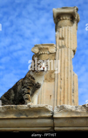 Chat assis sur un pilier dans la ville antique d'Éphèse avec colonnes romaines dans l'arrière-plan Banque D'Images