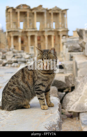 Chat assis sur un pilier dans la ville antique d'Éphèse avec bibliothèque de Celsus en arrière-plan Banque D'Images