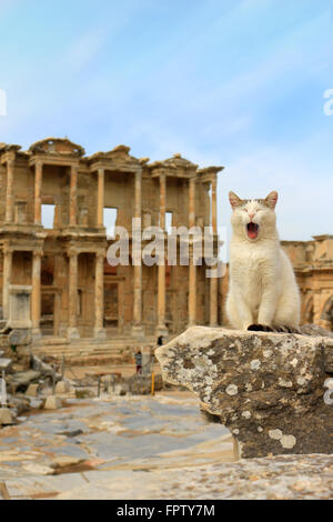 Cat bâillement assis sur un pilier dans la ville antique d'Éphèse avec bibliothèque de Celsus en arrière-plan Banque D'Images