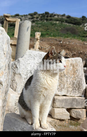 Chat assis sur un pilier dans l'ancienne ville d'Ephèse Turquie Banque D'Images