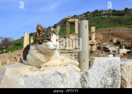 Pose de chat sur un pilier dans la ville antique d'Éphèse Banque D'Images