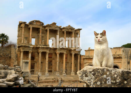 Chat assis sur un pilier dans la ville antique d'Éphèse avec bibliothèque de Celsus en arrière-plan Banque D'Images