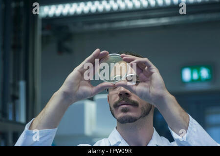 Young male scientist examining petri en micro-organismes dans une pharmacie laboratoire, Bade-Wurtemberg, Allemand Banque D'Images