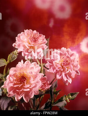 1970 TROIS FLEURS DAHLIA ROSE ORANGE SUR FOND ROUGE Banque D'Images