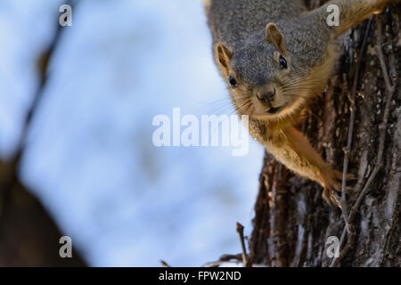 Fox Squirrel accroché à l'envers, à la ligne droite. Curieux, curieux, drôle, comique. Sous-titrées facilement Banque D'Images