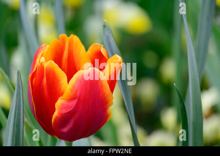 Chemise rouge tulipe aux reflets orangés/Tulip Solitaire -- Red pédales -- sur un fond de jaune, blanc et vert Banque D'Images