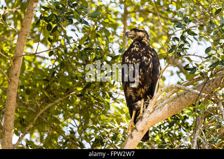 Great Black Hawk (Buteogallus Urubitinga), Porto Jofre, Nord Pantanal, Brésil Banque D'Images