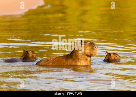 Capybara (Hydrochoerus Hydrochaeris) avec les jeunes dans l'eau, le nord du Pantanal, Brésil Banque D'Images