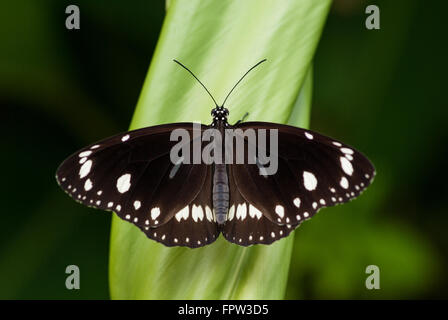 Papillon noir et blanc Corneille, Euploea core, dans un jardin tropical Banque D'Images
