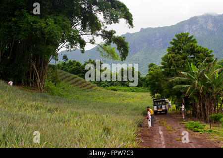 Île de Moorea, Polynésie française, les touristes en safari l'examen d'un domaine de l'ananas sur une montagne farm Banque D'Images