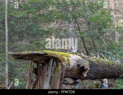 De beaux paysages dans une forêt pennsylvanienne centrale. Banque D'Images