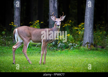 Buck cerf avec bois close up Banque D'Images