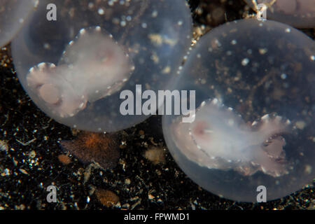 La seiche flamboyante (Metasepia pfefferi) les embryons se développent dans leurs oeufs dans le Détroit de Lembeh (Indonésie). Banque D'Images