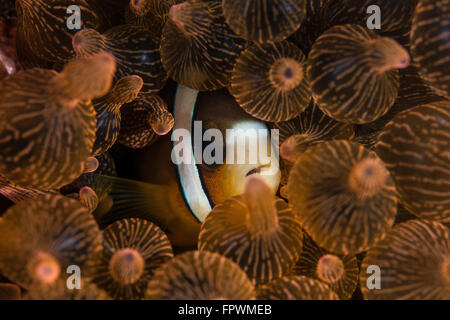 Un poisson clown de Clark (Amphiprion clarkii) s'étire sur les tentacules de l'anémone de son hôte dans le Parc National de Komodo, en Indonésie. T Banque D'Images