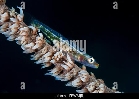 Un petit fouet (Bryaninops yongei corail) siège à son corail hôte dans le Parc National de Komodo, en Indonésie. Cette zone tropicale dans le Banque D'Images