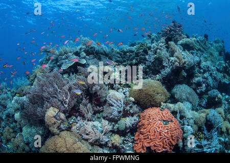 Le dynamisme et la santé des récifs de corail se développe dans le Parc National de Komodo, en Indonésie. Cette zone tropicale dans le Pacifique ouest abrite une Banque D'Images