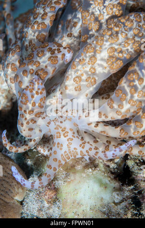 Un nudibranche à énergie solaire (Phyllodesmium longicirrum) rampe à travers le fond de l'Indonésie. Cette espèce se nourrit de coraux mous Banque D'Images