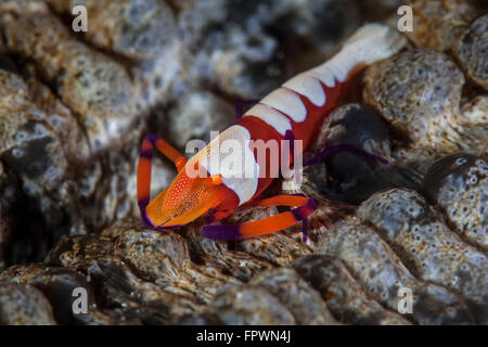 Un empereur colorés (crevette Periclimenes imperator) est assis sur un concombre de mer en Indonésie. Cette région tropicale, à l'intérieur de la barrière de T Banque D'Images