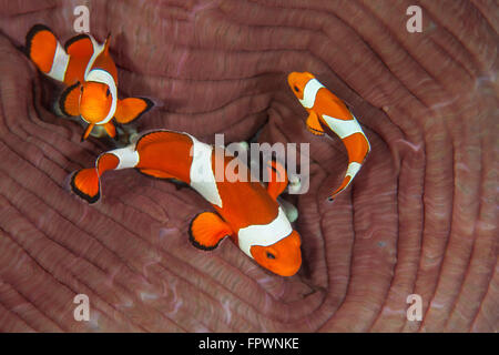 Amphiprion ocellaris clownfish (faux) nager autour de leur anémone hôte sur un récif en Indonésie. Banque D'Images