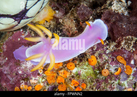 Un très beau nudibranche (Hypselodoris bullocki) rampe lentement sur un récif en Indonésie. Cette région tropicale, dans le Coral Banque D'Images