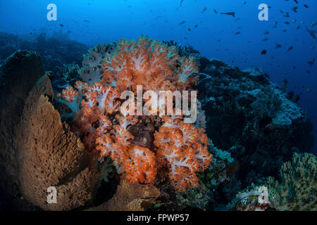 Beaux coraux mous orange se développer sur un récif balayé en cours dans le Parc National de Komodo, en Indonésie. Cette région tropicale en Indonesi Banque D'Images