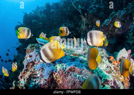 Papillons de Klein (Chaetodon kleinii) nager sur un récif près de l'île de Sulawesi, en Indonésie. Cette belle, tropical regi Banque D'Images