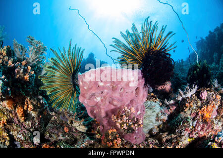 Les Crinoïdes accrocher à une grande éponge sur la santé des récifs de corail près de l'île de Sulawesi, en Indonésie. Cette belle région tropicale, Banque D'Images