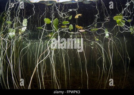 Les jeunes feuilles de nénuphar se développer à la surface peu profonde le long de la bordure d'un lac d'eau douce dans la région de Cape Cod, Massachusetts. La végétation, qui pr Banque D'Images