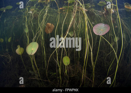 Les jeunes feuilles de nénuphar se développer à la surface peu profonde le long de la bordure d'un lac d'eau douce dans la région de Cape Cod, Massachusetts. La végétation, qui pr Banque D'Images