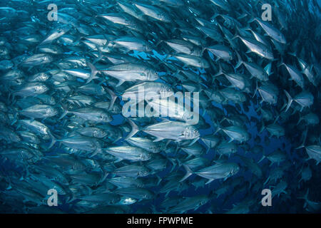 Une grande école de caranges (Caranx sexfasciatus) nage en eau profonde près de l'île Cocos (Costa Rica). Cette île éloignée Banque D'Images