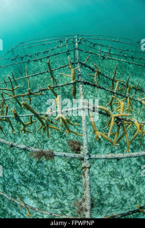 Des coraux à croissance rapide (Acropora sp.) sont cultivées par des scientifiques dans la mer des Caraïbes. Une fois qu'ils atteignent une certaine taille, ils seront Banque D'Images