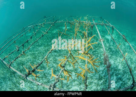 Des coraux à croissance rapide (Acropora sp.) sont cultivées par des scientifiques dans la mer des Caraïbes. Une fois qu'ils atteignent une certaine taille, ils seront Banque D'Images