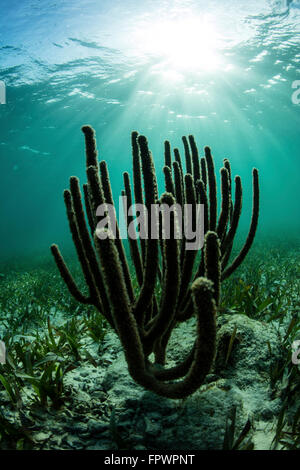 Gorgones poussent sur un récif peu profond au large du Belize, dans la mer des Caraïbes. Les Caraïbes abrite une grande variété de marin Banque D'Images