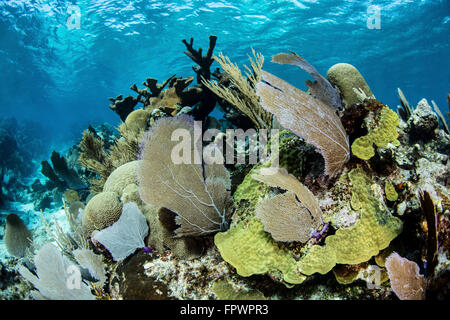Un ensemble coloré de gorgones, coraux bâtisseurs, et d'autres invertébrés croître sur un éventail diversifié de corail dans la mer des Caraïbes. Banque D'Images