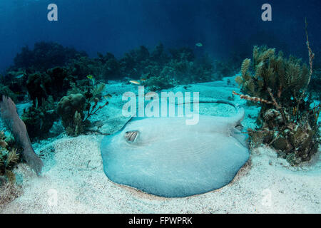 Un grand roughtail (Dasyatis centroura pastenague) repose sur le fond marin près de Turneffe Atoll, Belize. Cette espèce est trouvée par Banque D'Images