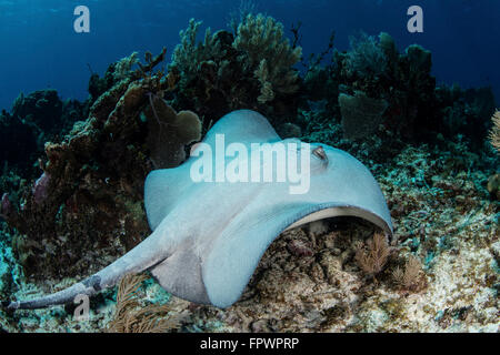 Un grand roughtail (Dasyatis centroura pastenague) nage sur le fond marin près de Turneffe Atoll, Belize. Cette espèce se trouve throu Banque D'Images