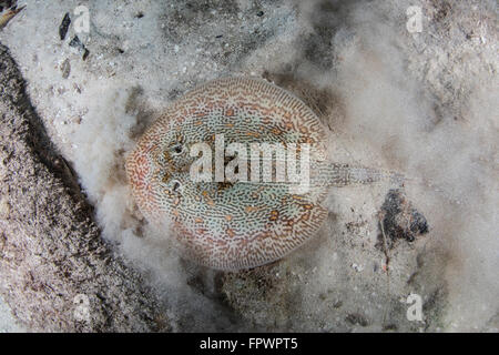 Une stingray (Urobatis jaune jamaicensis) s'appuie sur le fond de sable de Turneffe Atoll au Belize. Cette petite et belle elasmo Banque D'Images