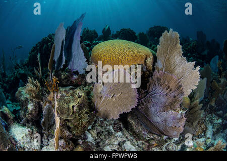 Un ensemble coloré de gorgones, coraux bâtisseurs, et d'autres invertébrés croître sur un éventail diversifié de corail dans la mer des Caraïbes. Banque D'Images