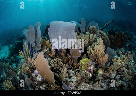 Un ensemble coloré de gorgones, coraux bâtisseurs, et d'autres invertébrés croître sur un éventail diversifié de corail dans la mer des Caraïbes. Banque D'Images