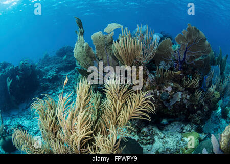 Un ensemble coloré de gorgones, coraux bâtisseurs, et d'autres invertébrés croître sur un éventail diversifié de corail dans la mer des Caraïbes. Banque D'Images