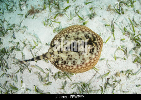 Une stingray (Urobatis jaune jamaicensis) s'appuie sur le fond de sable de Turneffe Atoll au Belize. Cette petite et belle elasmo Banque D'Images