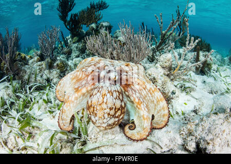 Un Caraïbes reef octopus (Octopus briareus) explore le fond d'un récif peu profond au large de la côte du Belize. Cette intelligence, ce Banque D'Images
