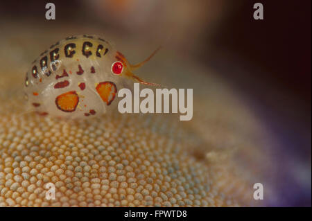 L'amphipode coccinelle, Cyproidea espèces, side view, prise à Cannibal Rock, le Parc National de Komodo, en Indonésie. Banque D'Images
