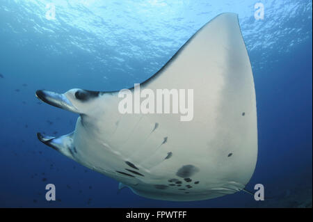 Un récif manta (manta alfredi) nager au-dessus un récif haut dans le Parc National de Komodo, en Indonésie. Banque D'Images